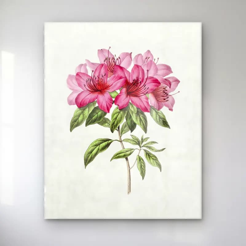 Botanik İllüstrasyon Pembe Şakayıklar No. 12 cam tablo — Botanik İllüstrasyon Pembe Şakayıklar No. 12 — botanik i̇llüstrasyon pembe şakayıklar