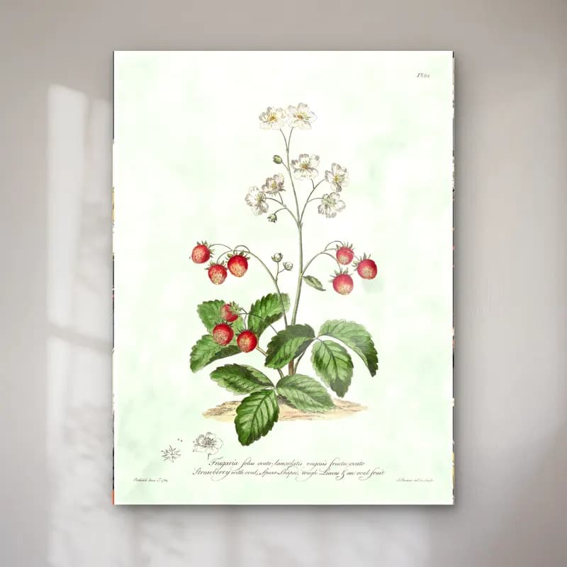 Botanik İllüstrasyon Çilekler No. 5 cam tablo — Botanik İllüstrasyon Çilekler No. 5 — botanik i̇llüstrasyon çilekler