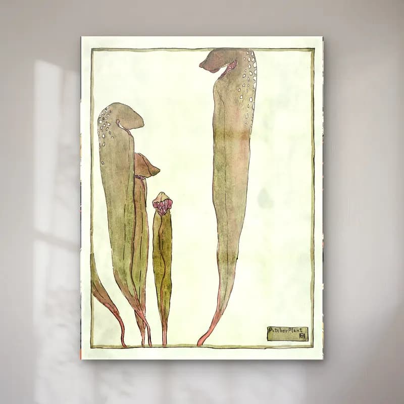 Hannah Borger Overbeck – Pitcher Plant cam tablo — Hannah Borger Overbeck – Pitcher Plant — botanik i̇llüstrasyon botanik yapraklar