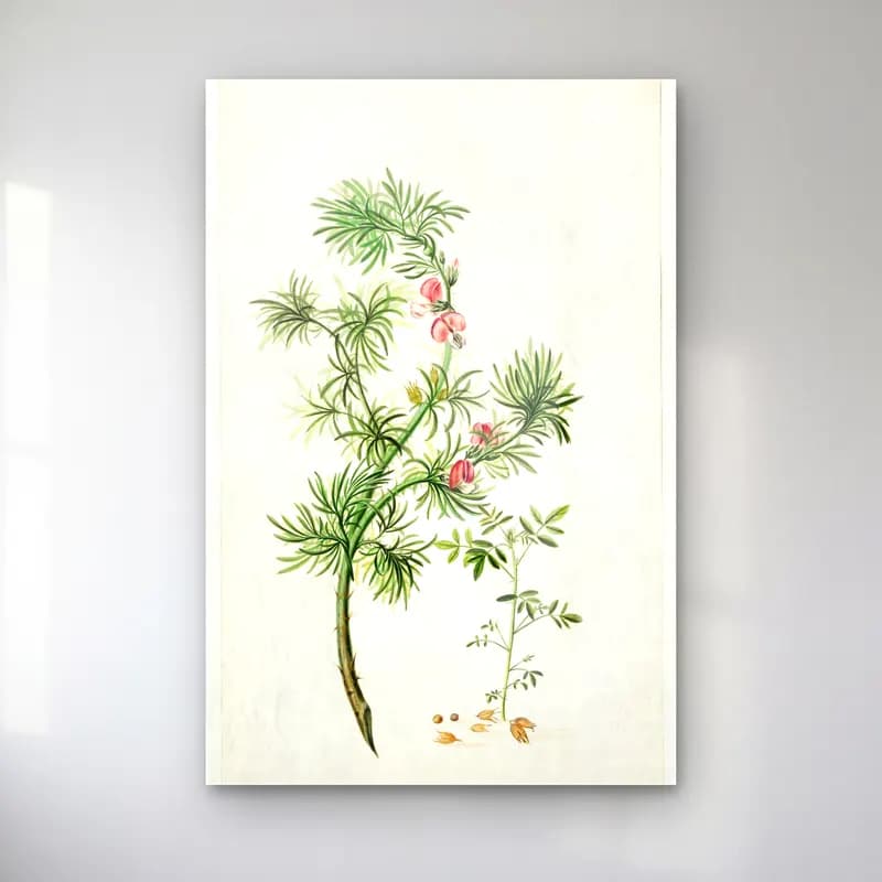 Botanik İllüstrasyon Zeytin Dalı No. 15 cam tablo — Botanik İllüstrasyon Zeytin Dalı No. 15 — botanik i̇llüstrasyon zeytin dalı