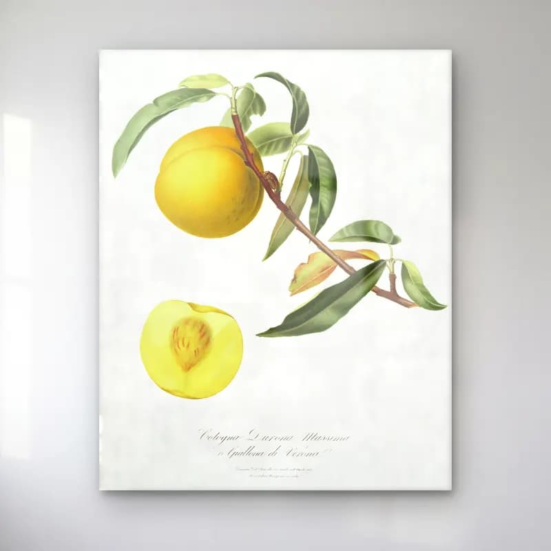 Botanik İllüstrasyon Limon Dalı No. 12 cam tablo — Botanik İllüstrasyon Limon Dalı No. 12 — botanik i̇llüstrasyon limon dalı