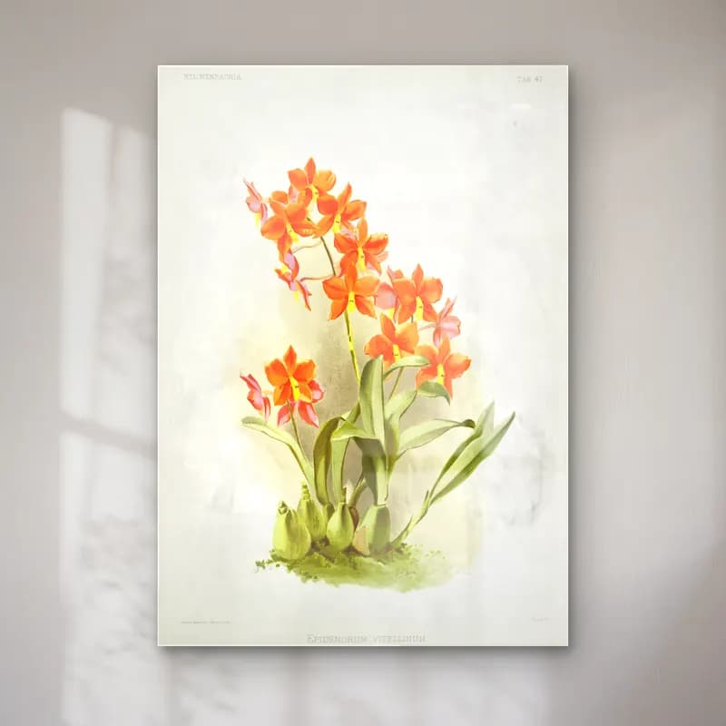 Frederick Sander – Epidendrum vitellinum from Reichenbachia Orchids illustrated cam tablo — Frederick Sander – Epidendrum vitellinum from Reichenbachia Orchids illustrated — botanik i̇llüstrasyon orkideler